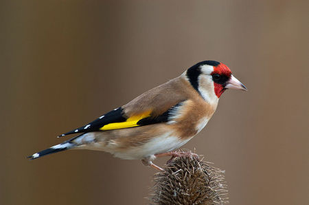 Carduelis-carduelis