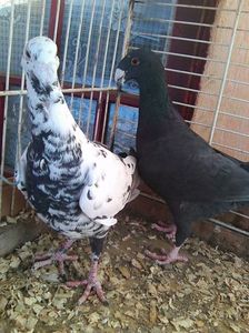 Photo0450