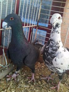 Photo0451