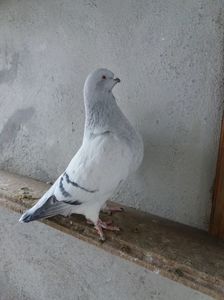 TANKA - vanduta 2017; Femela 2014. Pui din VARANU - VANDA
