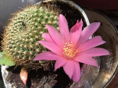 Rebutia Karusiana; Primul pui devenit planta independenta
