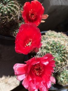 Trichocereus grandiflorus; rosu
