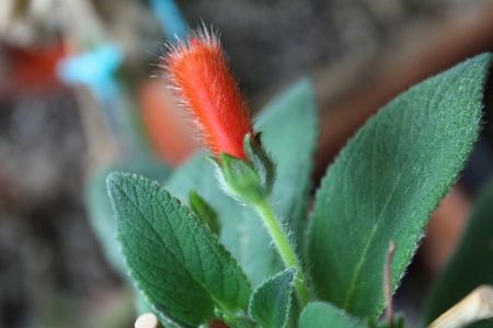 Kohleria Napoleon