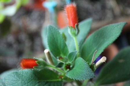 Kohleria Napoleon