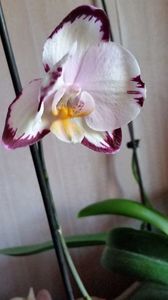Orhidee
