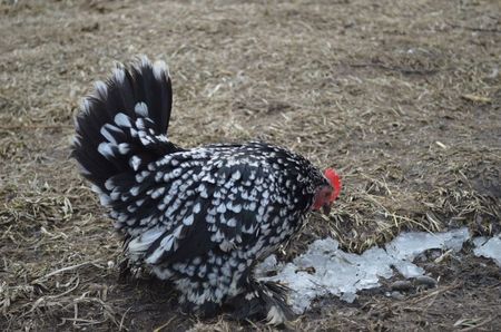 mii de flori negru bobat cu alb