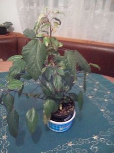 hibiscus