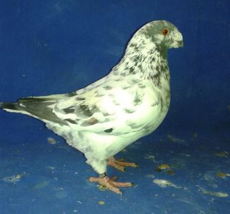 masc 2016 100 RON TRANS INCLUS