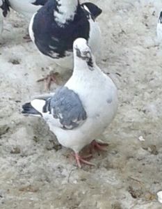 20170218_144423-1-5