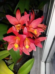 cattleya rosie C 2017.02.18 - Copy