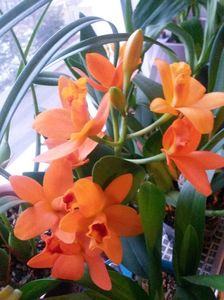 cattleya shinfong little sun golden boy rth. 2017.02.18 3