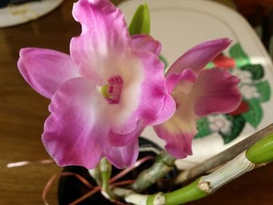 dendro n Stea Sapphire 2017.01.21 2