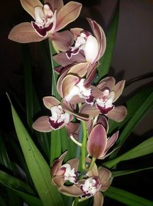 Cymbidium caramel 2017.02.11 3