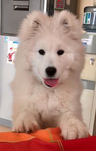 Samoyed