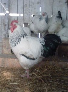 CAM01608