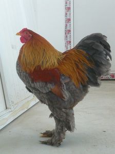 P1060301