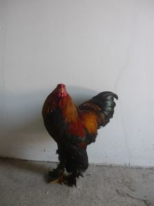 P1060279