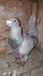 M8
