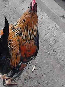cocos; corcit( intre pitic si mare)
