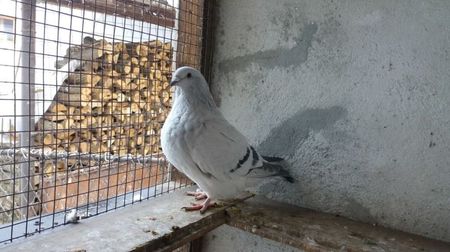 Femela 16; Inel personal 16. Pui din ARAMIS - ARIELA
