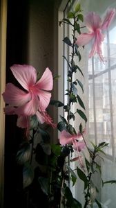 Hibi Dainty Pink