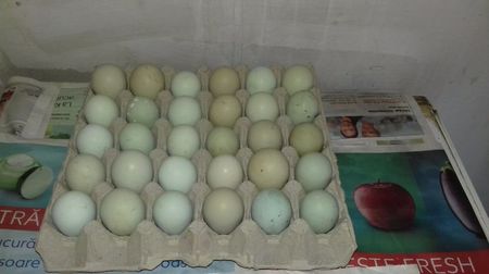 Oua verzi; Oua de la găini din rasa ameraucana.

