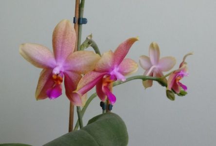 Phalaenopsis