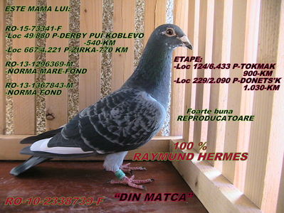 PRET: 250 LEI