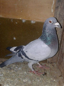 M-2008 POLONIA
