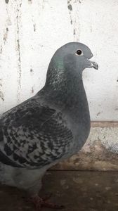 Vinduta