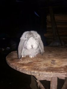 Vandut in Arges