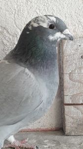 Vinduta