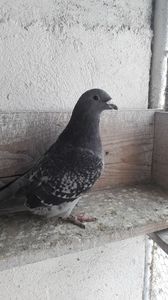 Vinduta