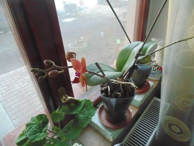 picture 006