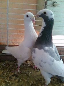 Photo0494