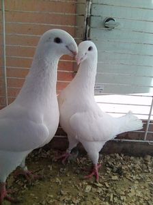 Photo0497