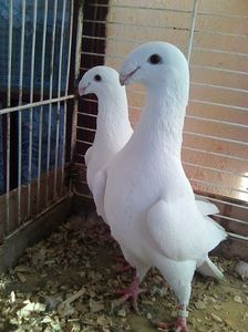 Photo0499