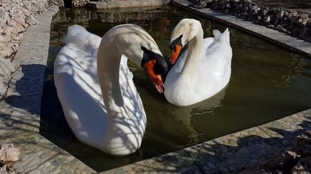 GATA CU ZAPADA