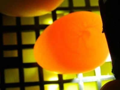 ziua a treia de incubatie