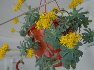 Sedum compressum