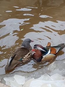 17015237_1845572605681381_1890642867_o; mandarin
