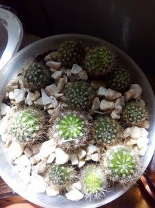 CACTUSI0 (9)