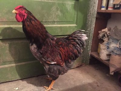 Cocos wyandotte