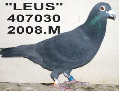 CL.2009  GENERA.Y SI DEMIF.Y =TATA LUI CALUGARITA