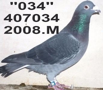 2009 FOND.Y 2012..MARATON.= FIU BEBE= BOMBA=TINTA086