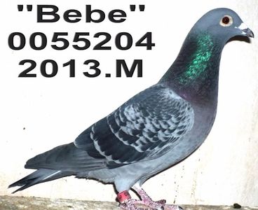 MARTON 2.ANI=AS .2ANI.LOC1 OLTENIA= CLAS.25 ETAPE; BEBE CLAST 2015.MARATON=AS=MARATON FCIM.FOND=2016  MARATON-SI PAL MARATON.=AS SI PAL AS
