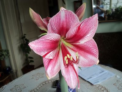 Gervase,26 febr