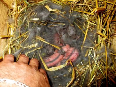 2 pestriti si 6 janeti albastru
