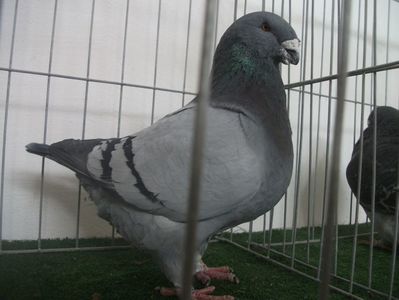 M-2016 VANDUT