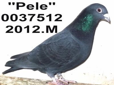= M.FOND  A= REPEODUS pe BW BUN MARATONIST PAL.2.ANI